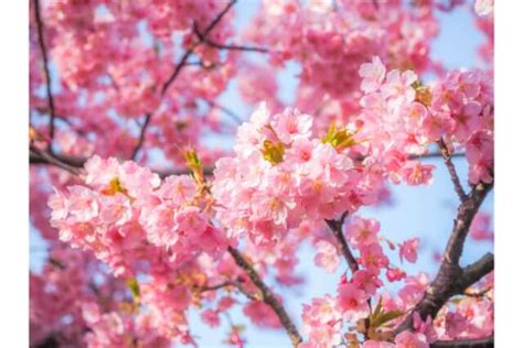 桃 風水|縁起の良い花と実をつける桃の花風水 